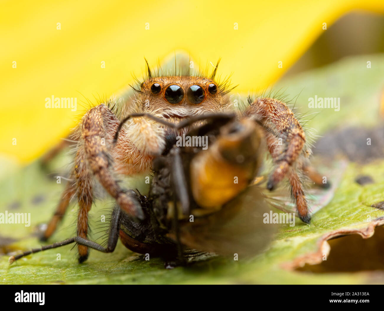 Bellissima femmina Phidippus princeps jumping spider mangiare una mosca mentre è seduto su un girasole Foto Stock