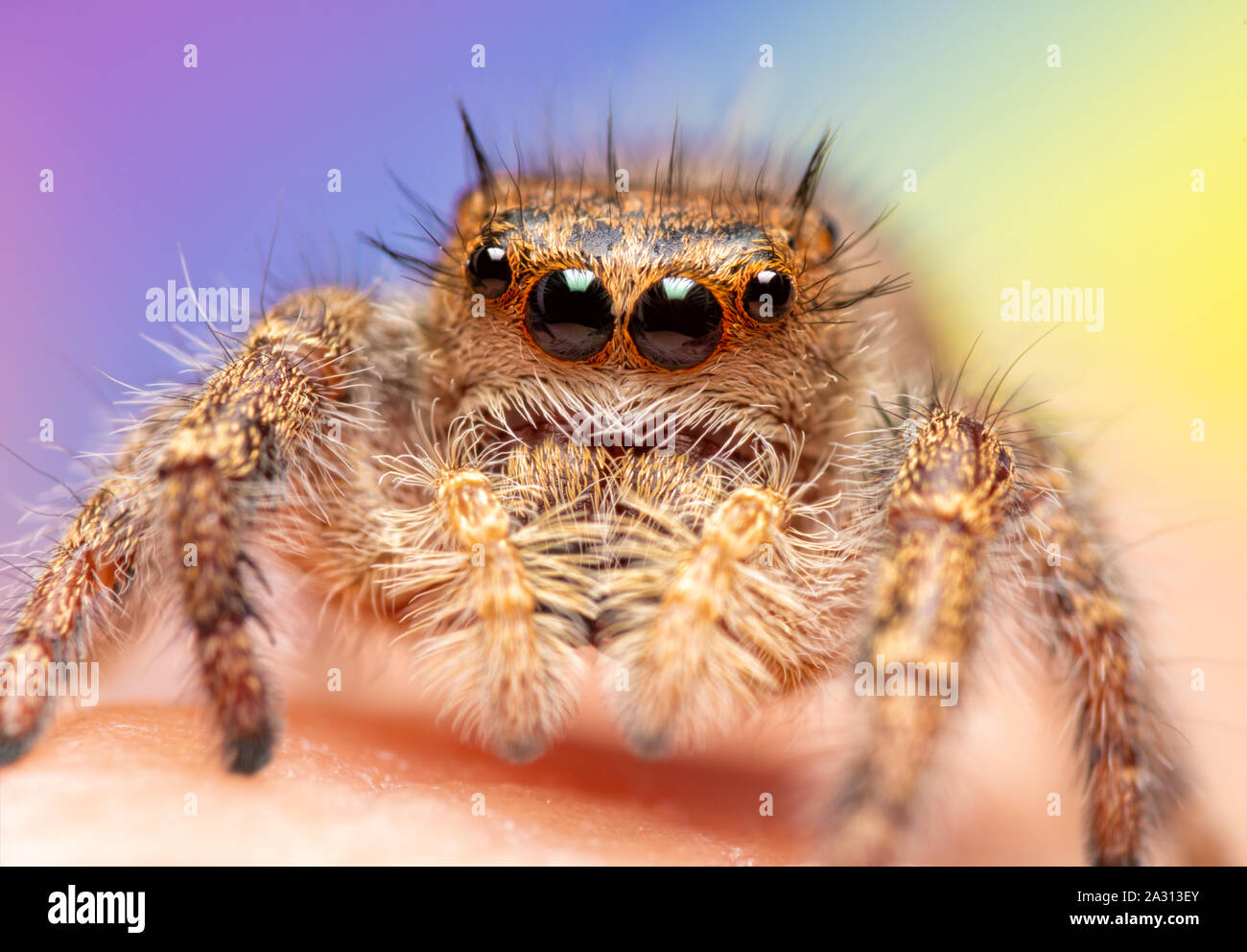 Primo piano di un assolutamente bellissima femmina Phodippus princeps jumping spider contro viola e sfondo giallo Foto Stock