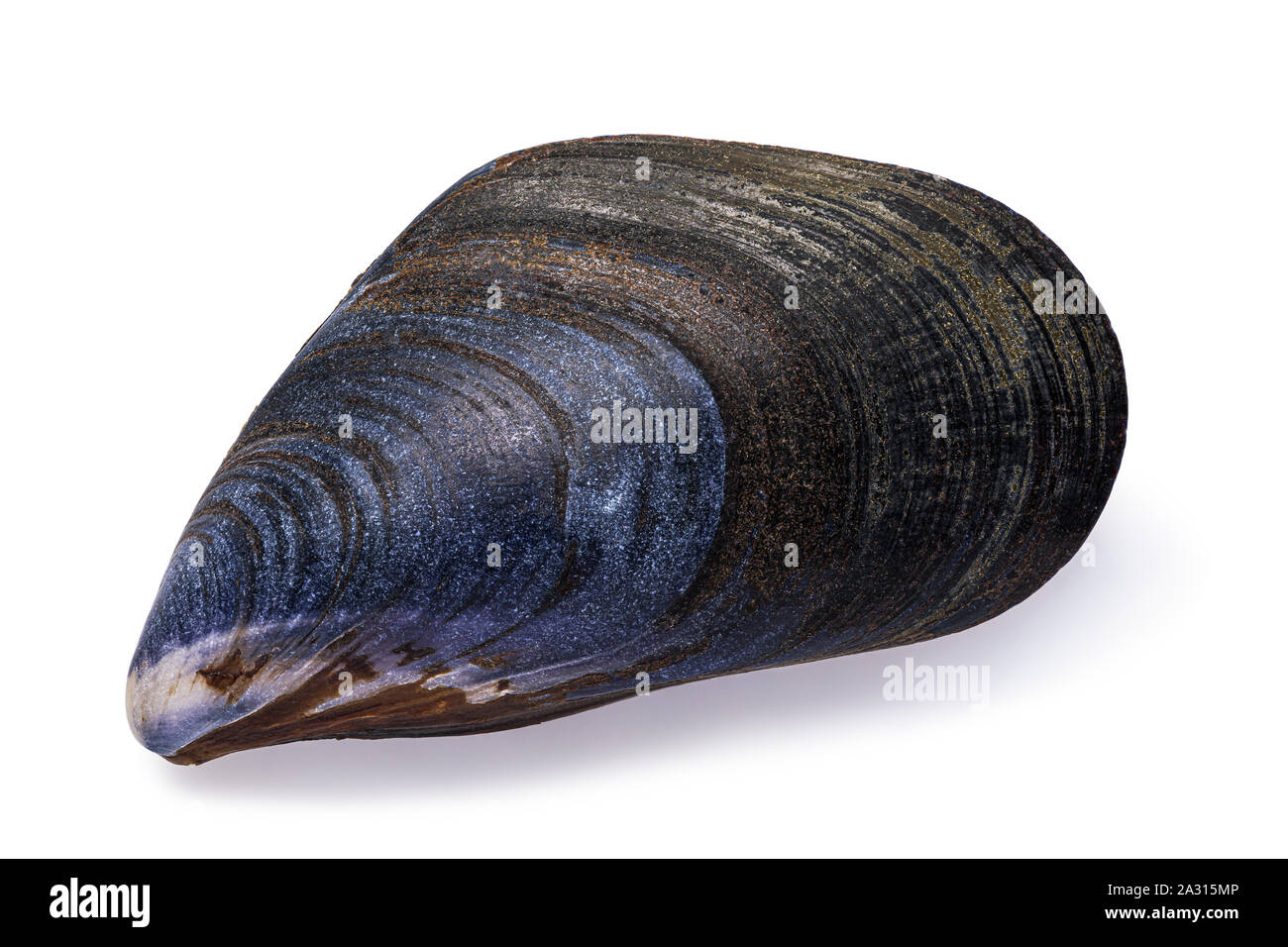 Mitilo mediterraneo shell isolata su sfondo bianco, vista dall'alto. Foto scattata da metodo di impilatura Foto Stock