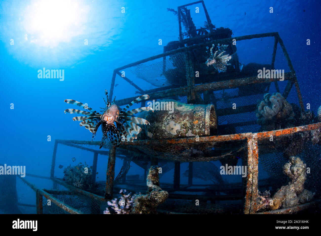 Leone sulla barriera corallina artificiale, Makadi Bay, Egitto Foto Stock