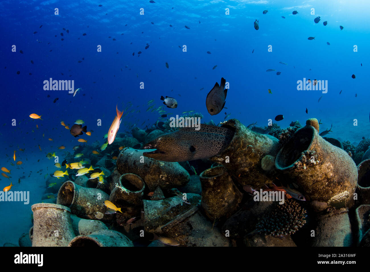 Murena sul reef artificiale, Makadi Bay, Egitto Foto Stock
