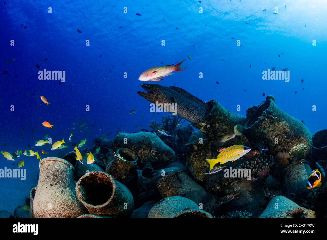 Murena sul reef artificiale, Makadi Bay, Egitto Foto Stock