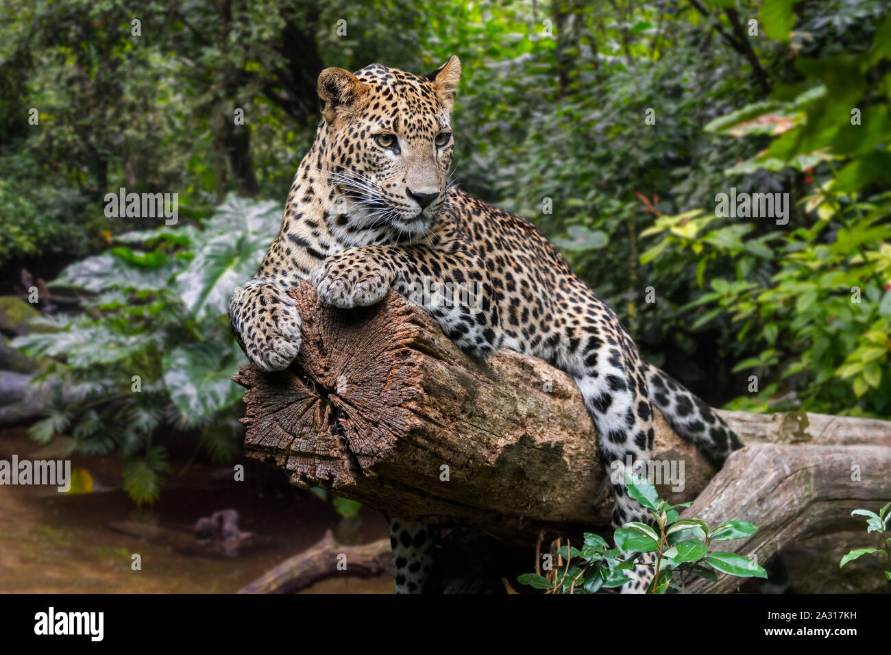 Leopardo dello Sri Lanka (Panthera pardus kotiya) poggiante su albero caduto oltre il flusso nella foresta pluviale, nativo di Sri Lanka Foto Stock
