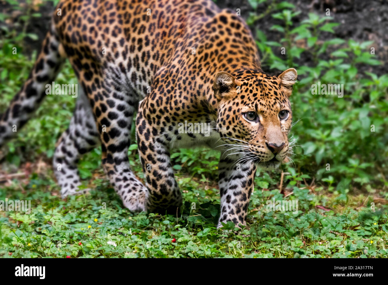 Iavan leopard (Panthera pardus melas) stalking preda nella foresta pluviale tropicale, nativo di isola indonesiana di Giava Foto Stock
