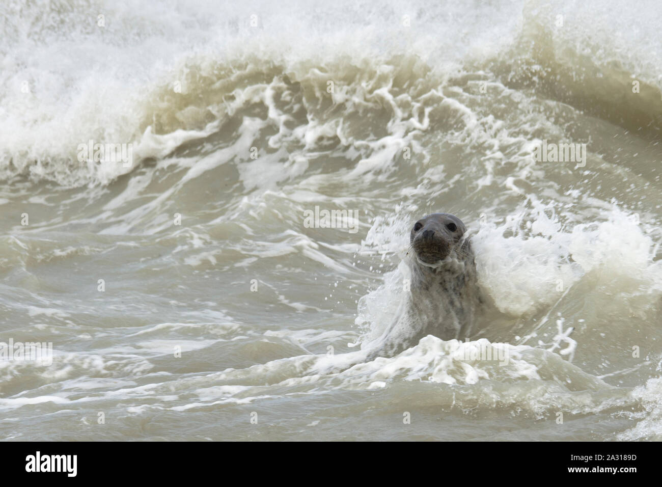 Gris,veaux marins,petit phoque,écume,tempête,Côte picarde,Saint Valery sur Somme,Baie de Somme,tête hors de leau,phoque nage,soleil,animaux marins. Foto Stock
