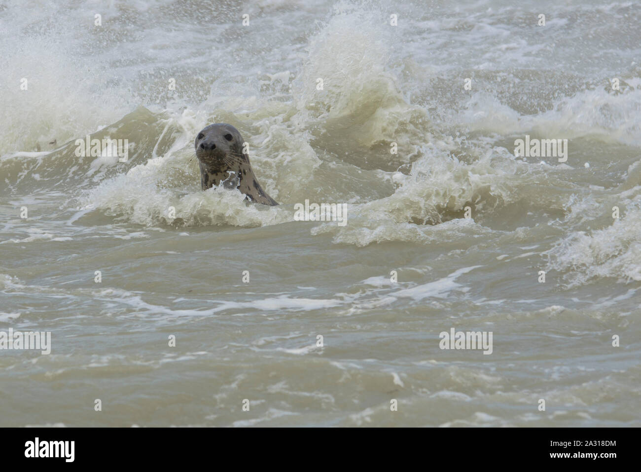 Gris,veaux marins,petit phoque,écume,tempête,Côte picarde,Saint Valery sur Somme,Baie de Somme,tête hors de leau,phoque nage,soleil,animaux marins. Foto Stock