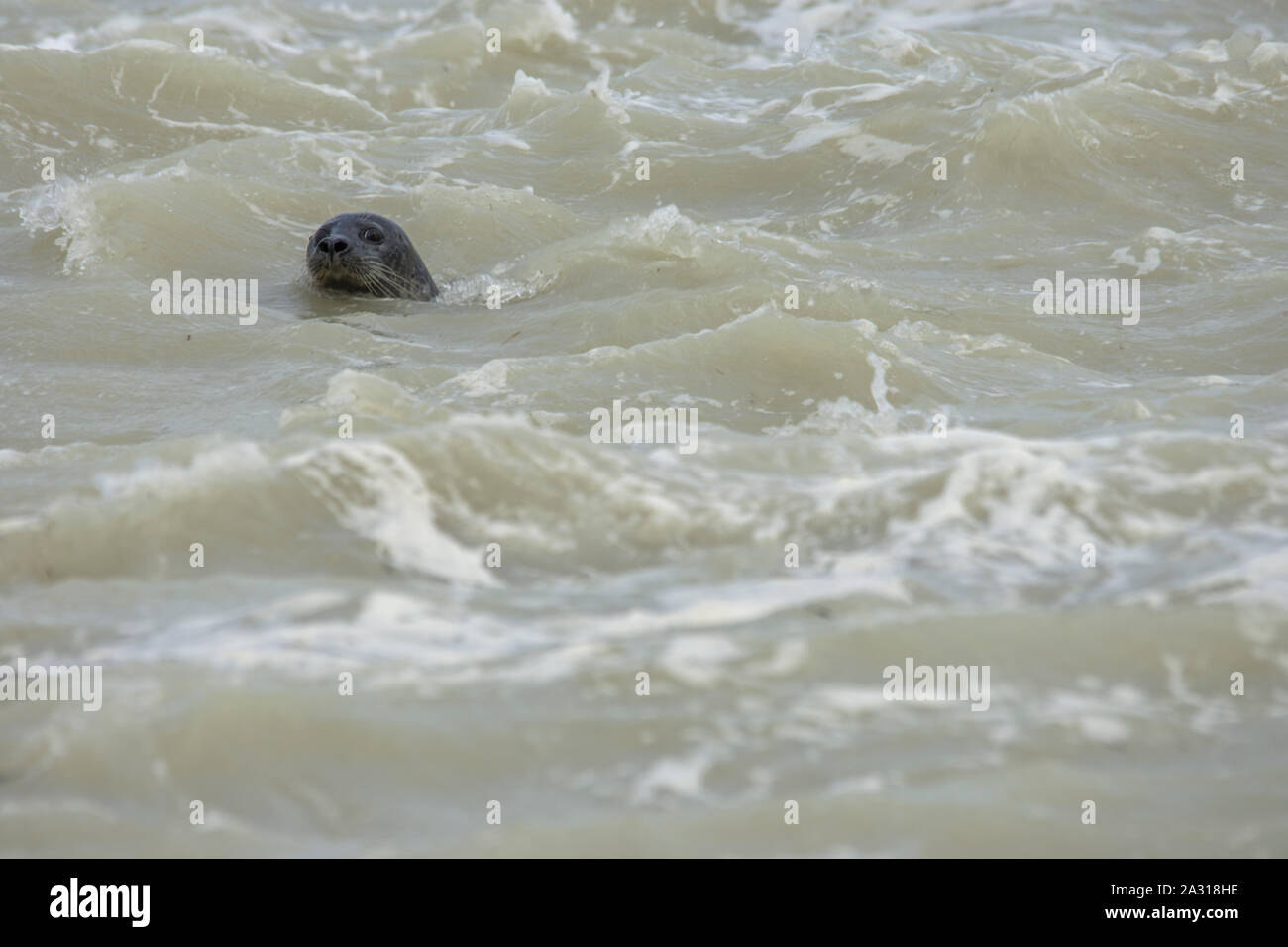 Gris,veaux marins,petit phoque,écume,tempête,Côte picarde,Saint Valery sur Somme,Baie de Somme,tête hors de leau,phoque nage,soleil,animaux marins. Foto Stock