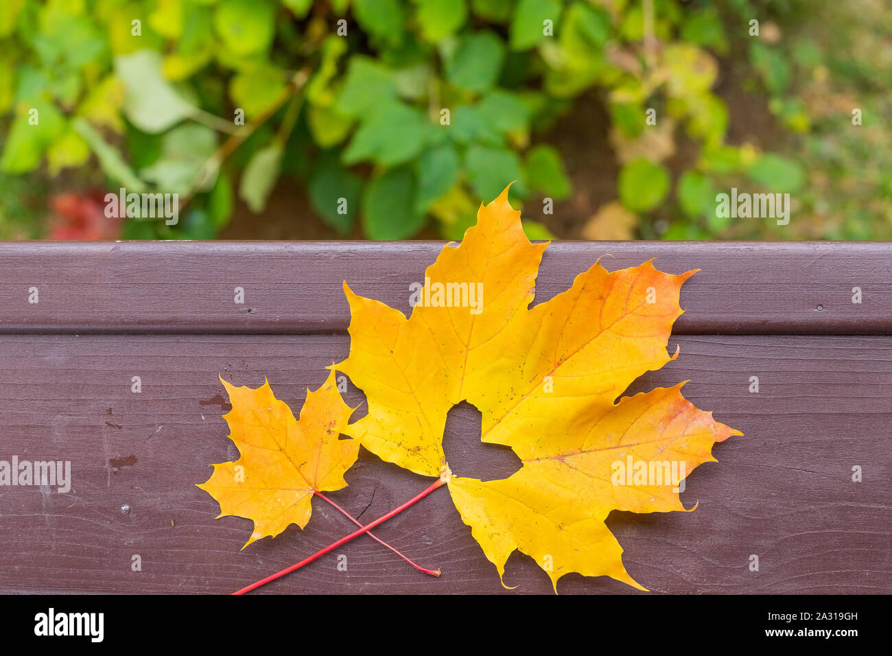 Cadere in amore foto metafora. Red maple leaf con cuore foro sagomato giace su dark strada asfaltata Foto Stock