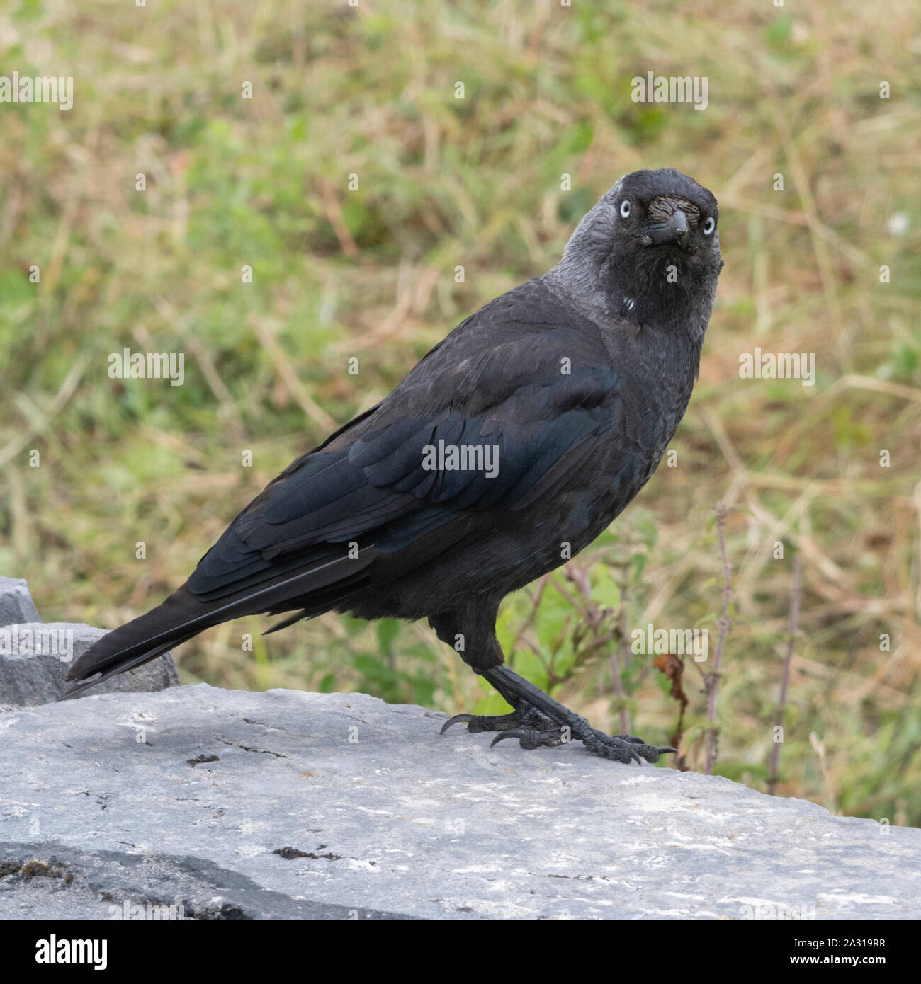 Close-up di un black bird, Kilronan, Inishmore, Isole Aran, nella contea di Galway, Irlanda Foto Stock