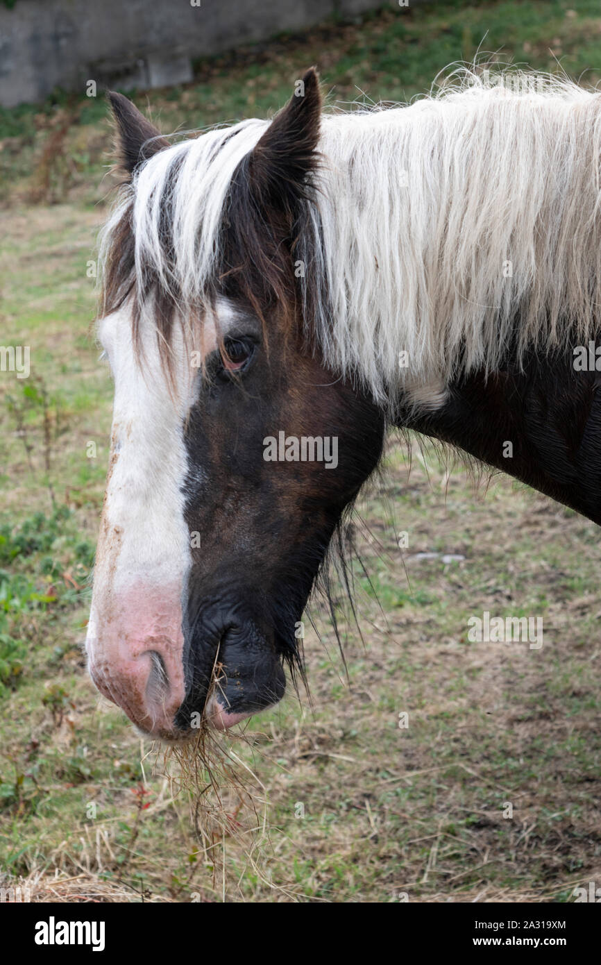 Vista laterale di un cavallo, Kilronan, Inishmore, Isole Aran, nella contea di Galway, Irlanda Foto Stock