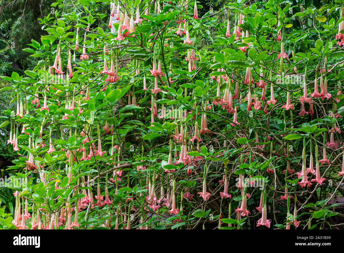 Fiori tropicali pianta esotica rara sementi sementi GIALLO ANGELO TROMBA