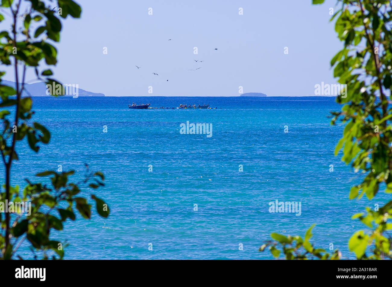 Pellicani sedersi su barche nel blu oceano, di gran lunga la vista all'orizzonte. Foto incorniciate da foglie verdi, Guadalupa Foto Stock