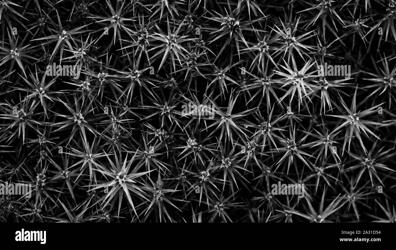 Bianco e nero verde lascia la texture di sfondo, sfondo naturale e carta da parati Foto Stock