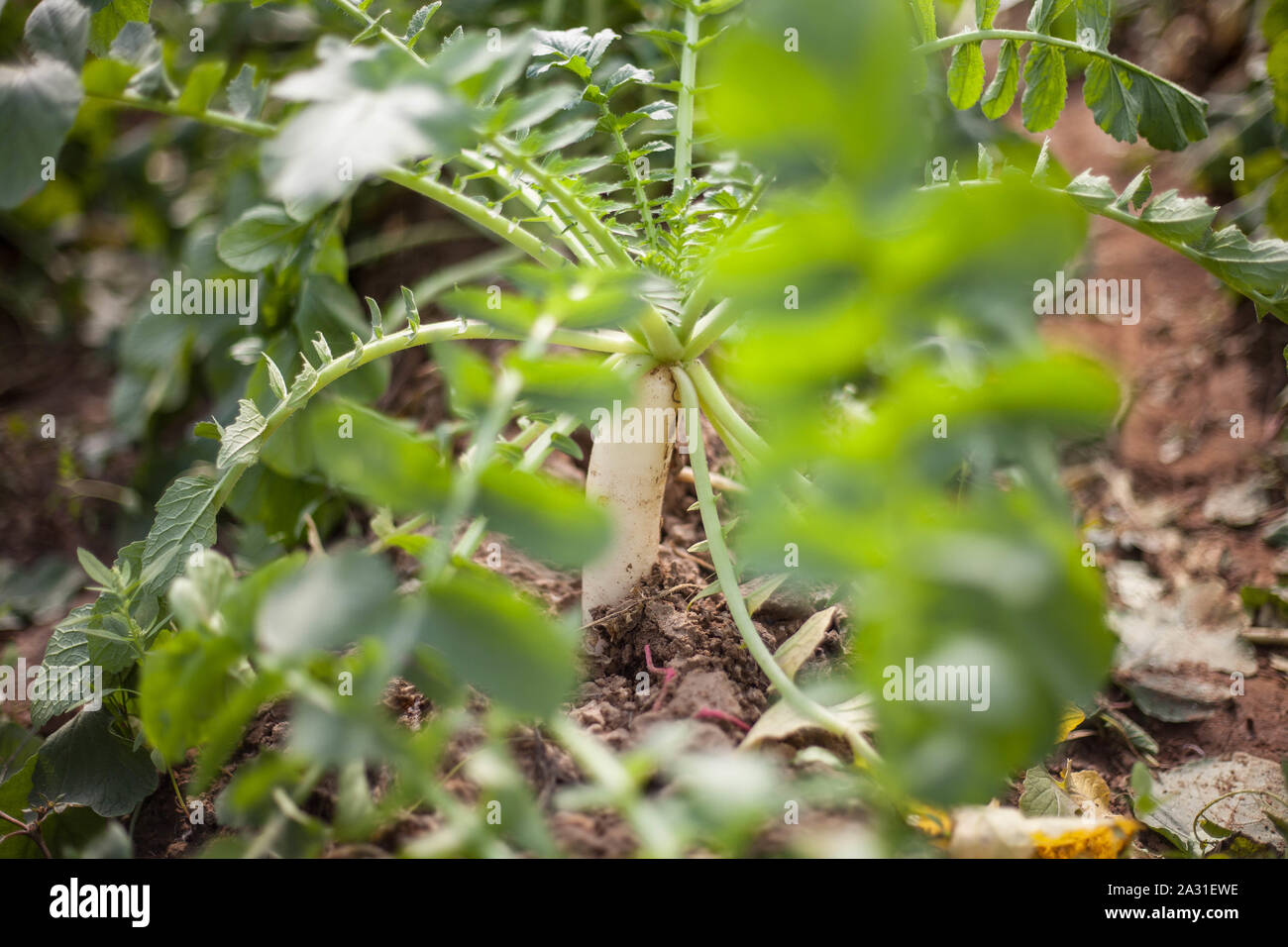 Il ravanello è un vegetale di radice commestibile della famiglia Brassicaceae che è stato addomesticato in Asia in epoca pre-romana. Foto Stock