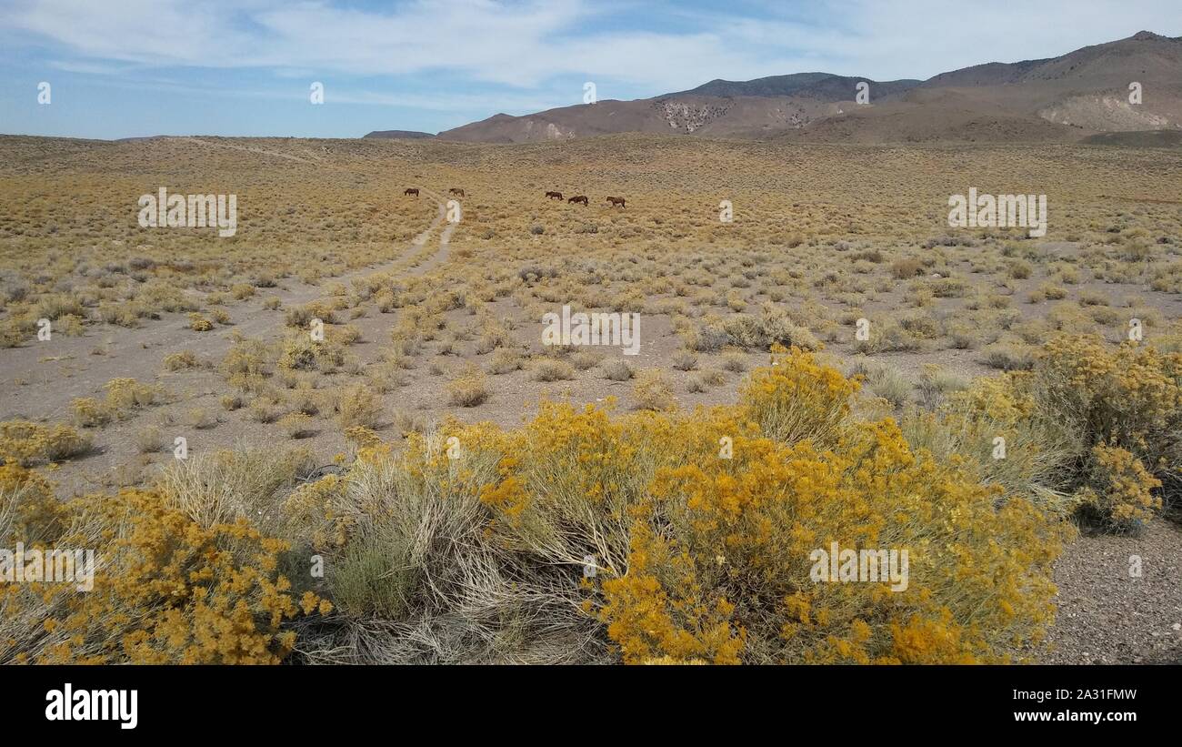 Deserto americano - West Queen Canyon, Nevada Foto Stock