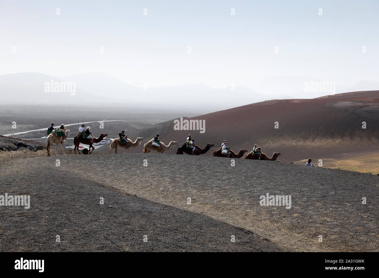 Le corse di cammelli nel Parco Nazionale di Timanfaya. Lanzarote. Isole Canarie. Spagna. Foto Stock