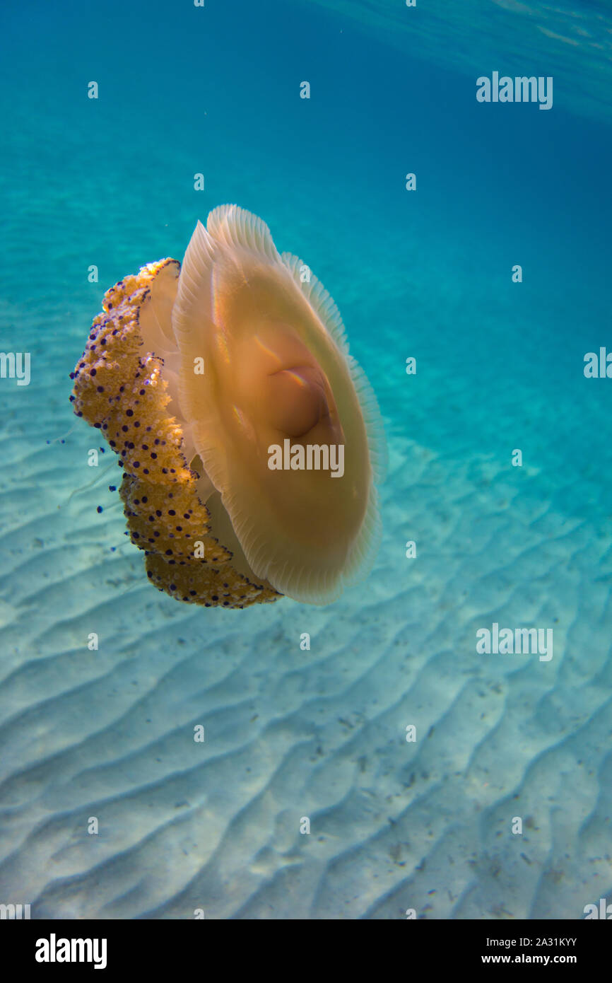 Uovo fritto meduse, Cotylorhiza tuberculata, nuoto in una baia poco profonda in Malta, Mare Mediterraneo. Foto Stock