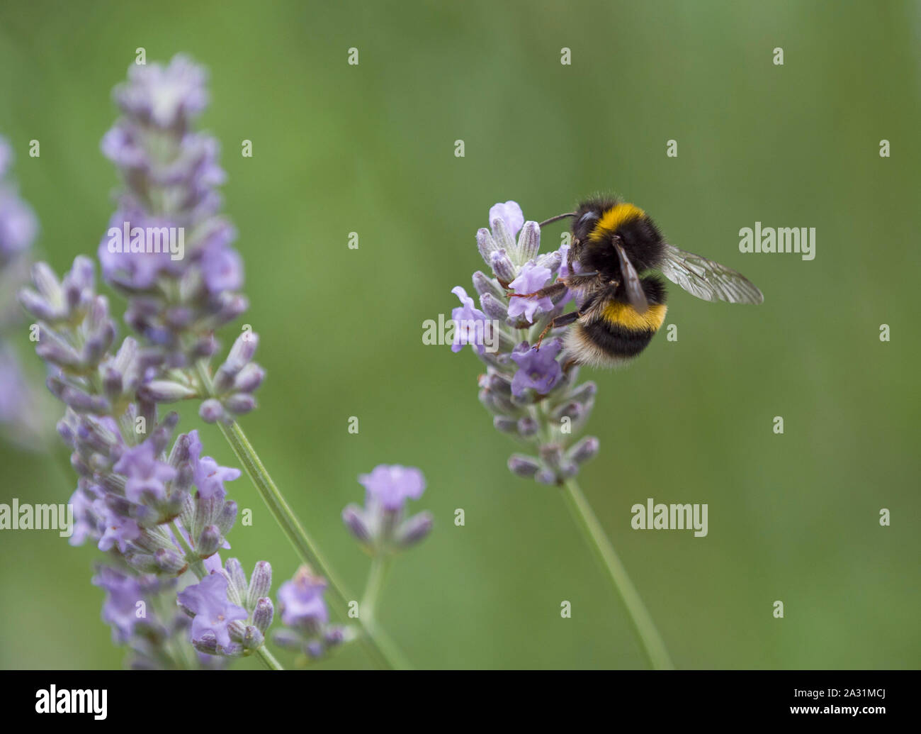 Buff-tailed Bumblebee,Bombus terrestris, singolo adulto alimentazione su fiori di lavanda, Lea Valley, Essex, Regno Unito Foto Stock