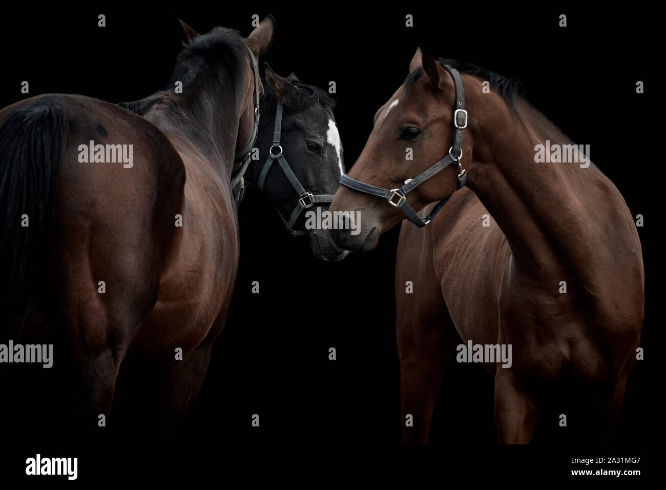 Tre cavalli marroni e neri insieme e isolati su sfondo nero. Foto Stock