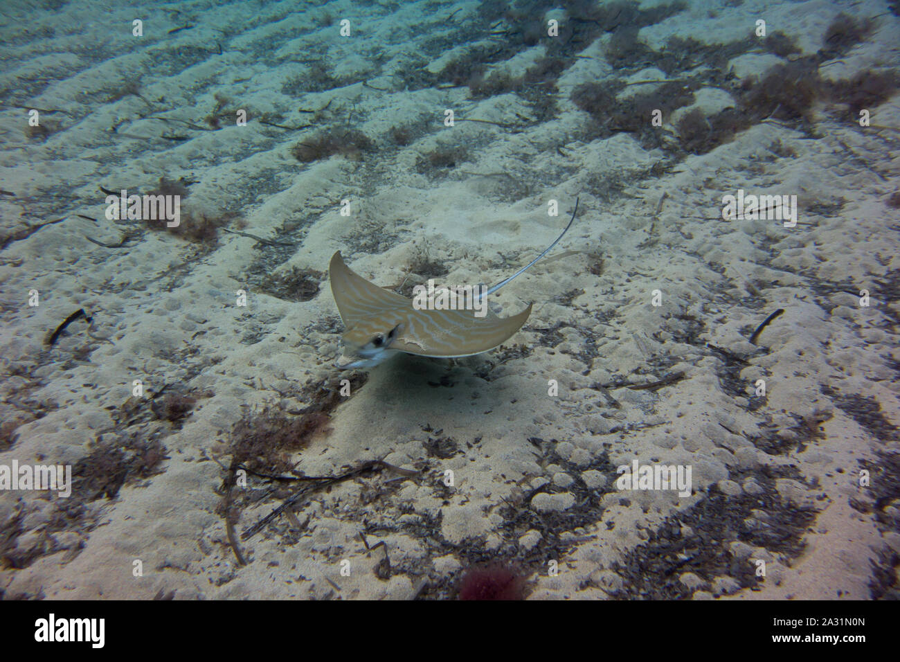 Bullray, Aetomylaeus bovnius, dal Mar Mediterraneo. Il nuoto e la caccia sul fondale. Catturate in Malta. Foto Stock