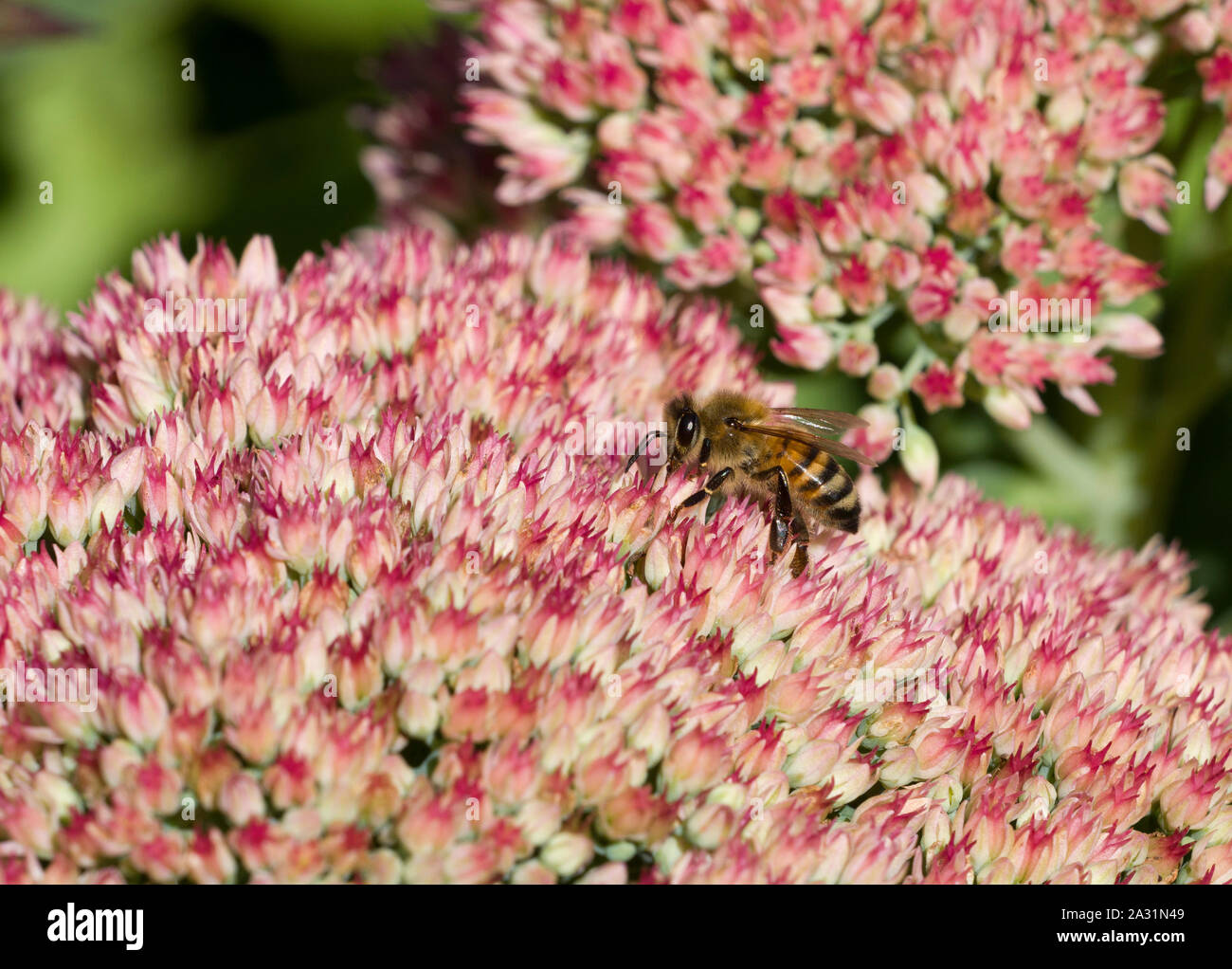 Il miele delle api, Apis mellifera, singolo adulto alimentazione su Sedum. Lea Valley, Essex, UK. Foto Stock