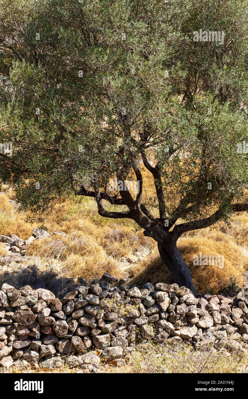 Muro di pietra nel paddock di un olio di oliva campo albero in Lesvos Island, Grecia. L'Europa. Foto Stock