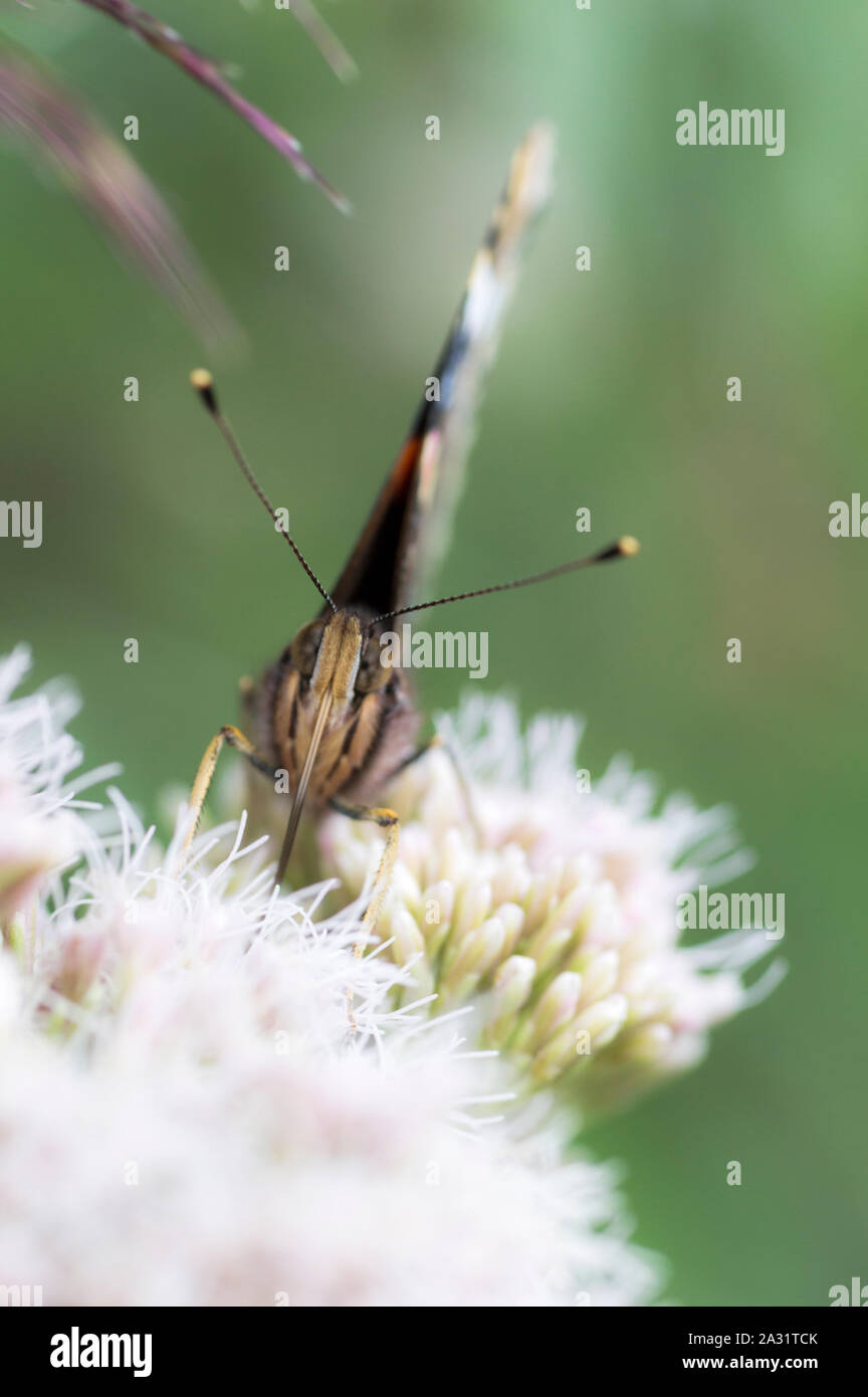 Red Admiral butterfly (Vanessa Atalanta) Alimentazione adulto sulla canapa-agrimony (Eupatorium cannabinum) Fiori Foto Stock