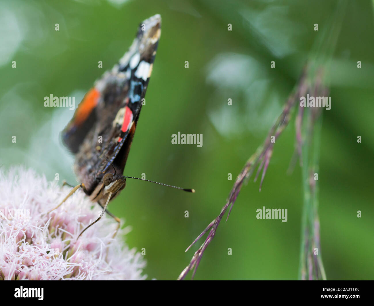 Red Admiral butterfly (Vanessa Atalanta) Alimentazione adulto sulla canapa-agrimony (Eupatorium cannabinum) Fiori Foto Stock