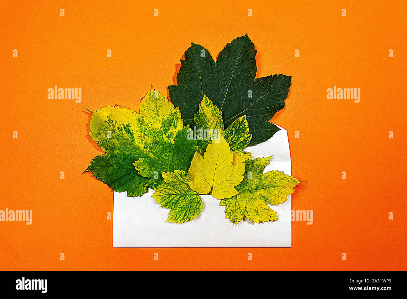 Layout di autunno con busta regalo e colorato Foglie di autunno su arancio luminoso dello sfondo. Concetto di ringraziamento. Vista superiore, piana, laici copia spazio. Foto Stock