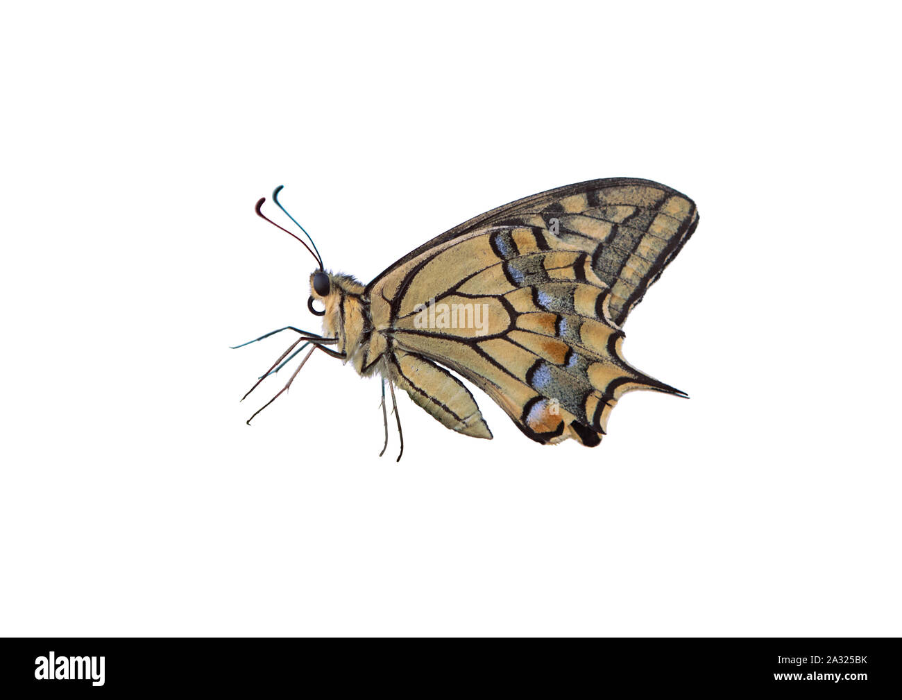 Profilo maschio di coda di rondine butterfly cut-out su sfondo bianco. Eastern tiger butterfly isolato. Giallo, Papilionidae. Foto Stock
