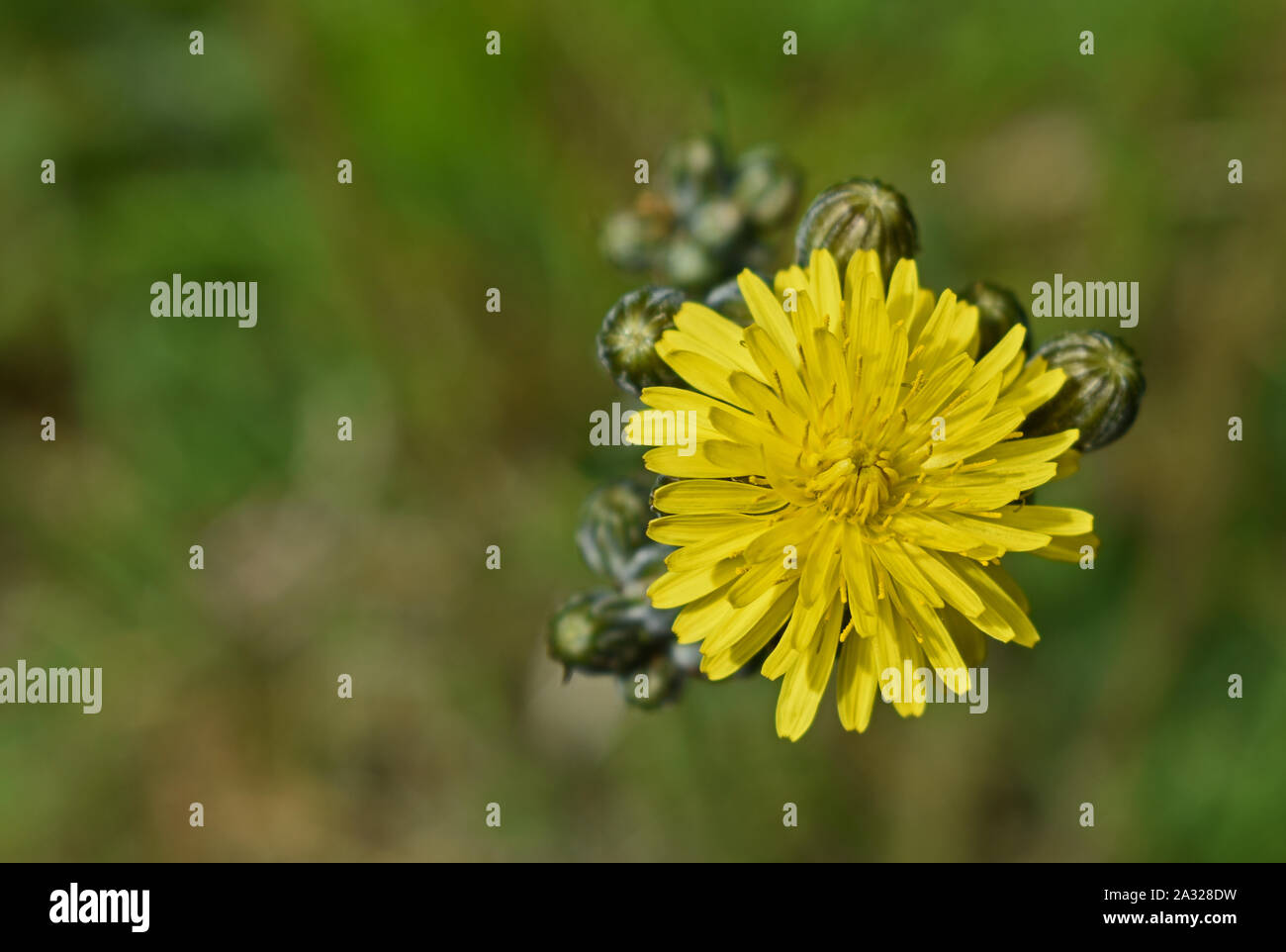 Chiusura del fiore di dente di leone Foto Stock