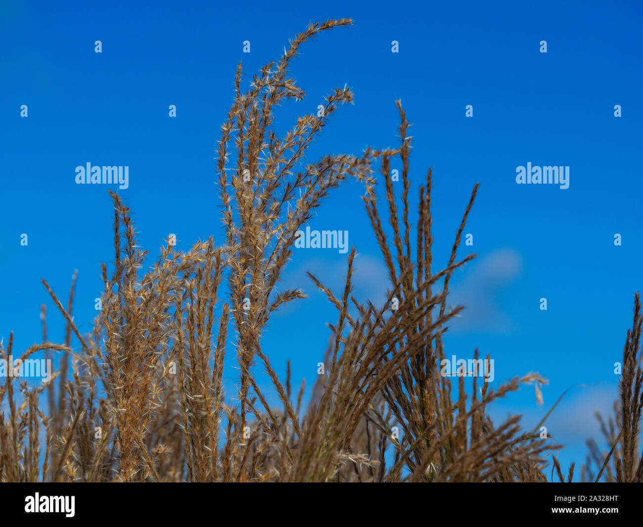 Tall miscanto (miscanthus sinensis) contro un cielo blu chiaro in un giardino estivo Foto Stock