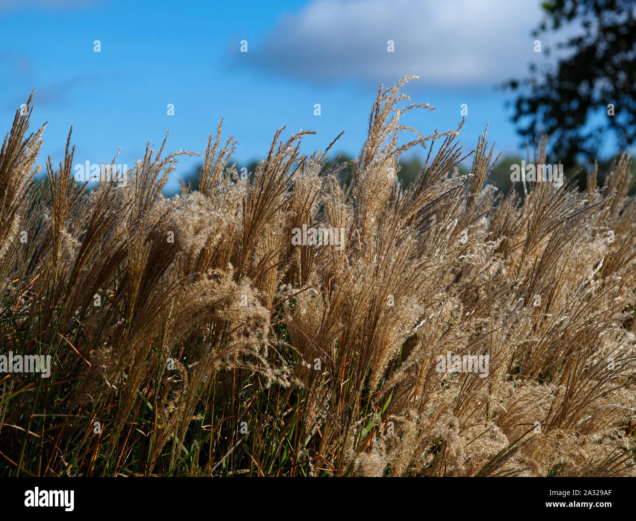 Miscanto (miscanthus sinensis) ed un cielo blu in un giardino dello Yorkshire, Inghilterra Foto Stock