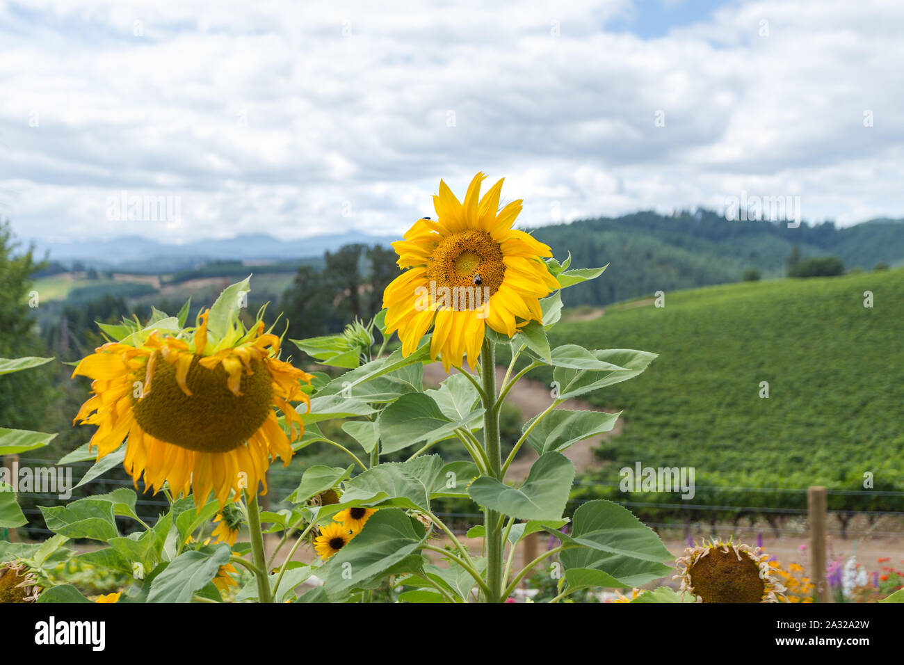 Campo di girasoli e nuvoloso cielo blu nei pressi di una cantina. Foto Stock