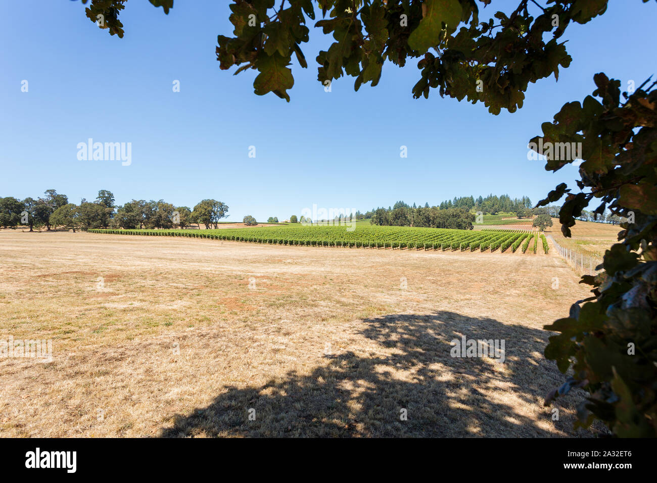 Colpo di righe di vino i vitigni con vino rosso Uva ad un Willamette Valley Winery. Foto Stock
