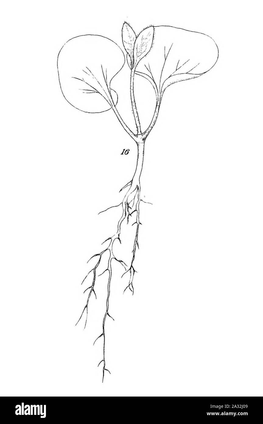 Piantine di eucalipto (1879) (20165942804) (ritagliata 16). Foto Stock