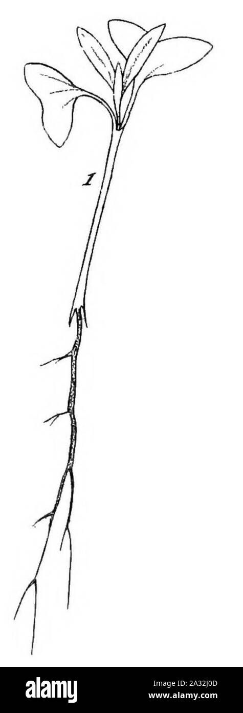 Piantine di eucalipto (1879) (20165942804) (ritagliate 1). Foto Stock