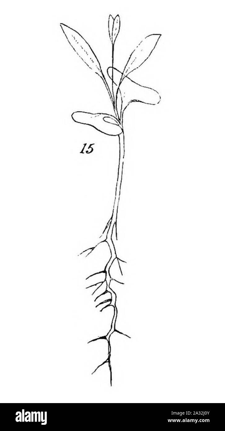 Piantine di eucalipto (1879) (20165942804) (ritagliata 15). Foto Stock