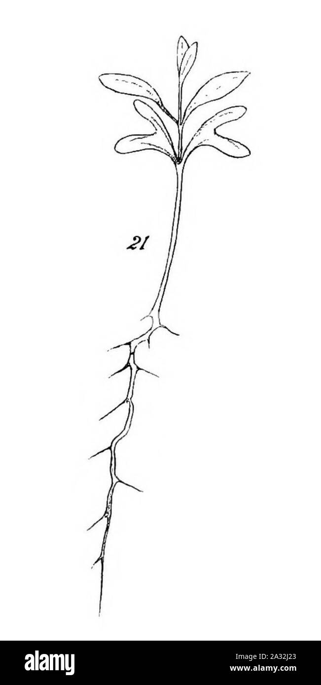 Piantine di eucalipto (1879) (20165942804) (ritagliata 21). Foto Stock