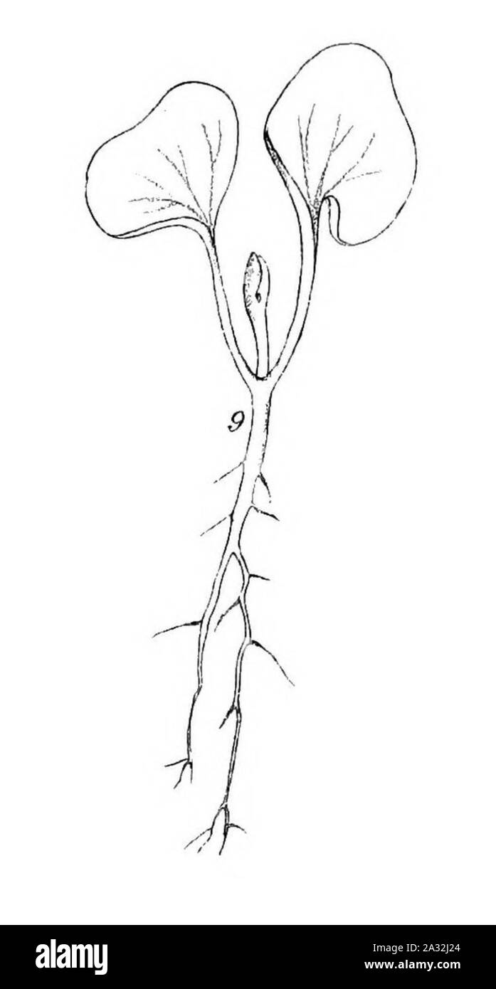 Piantine di eucalipto (1879) (20165942804) (ritagliate 9). Foto Stock