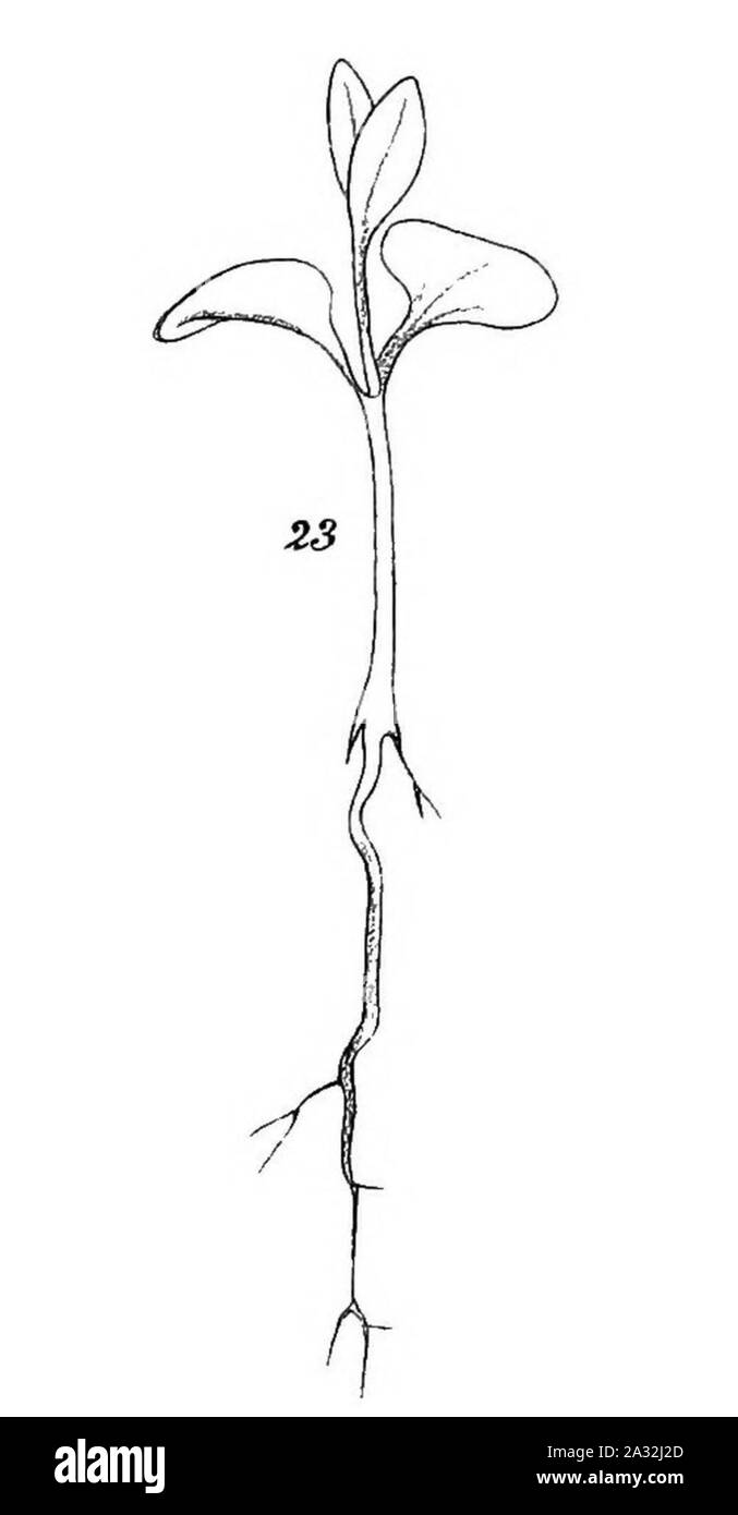 Piantine di eucalipto (1879) (20165942804) (ritagliata 23). Foto Stock