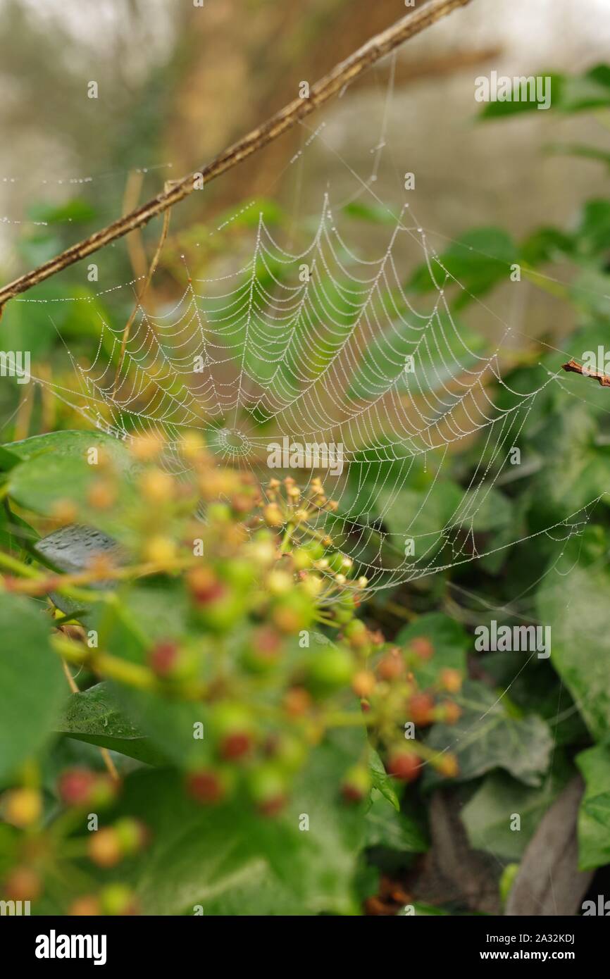 Coperti di rugiada Spider Web su un impianto di edera. Piano di bosco, Exeter, Devon, Regno Unito. Foto Stock