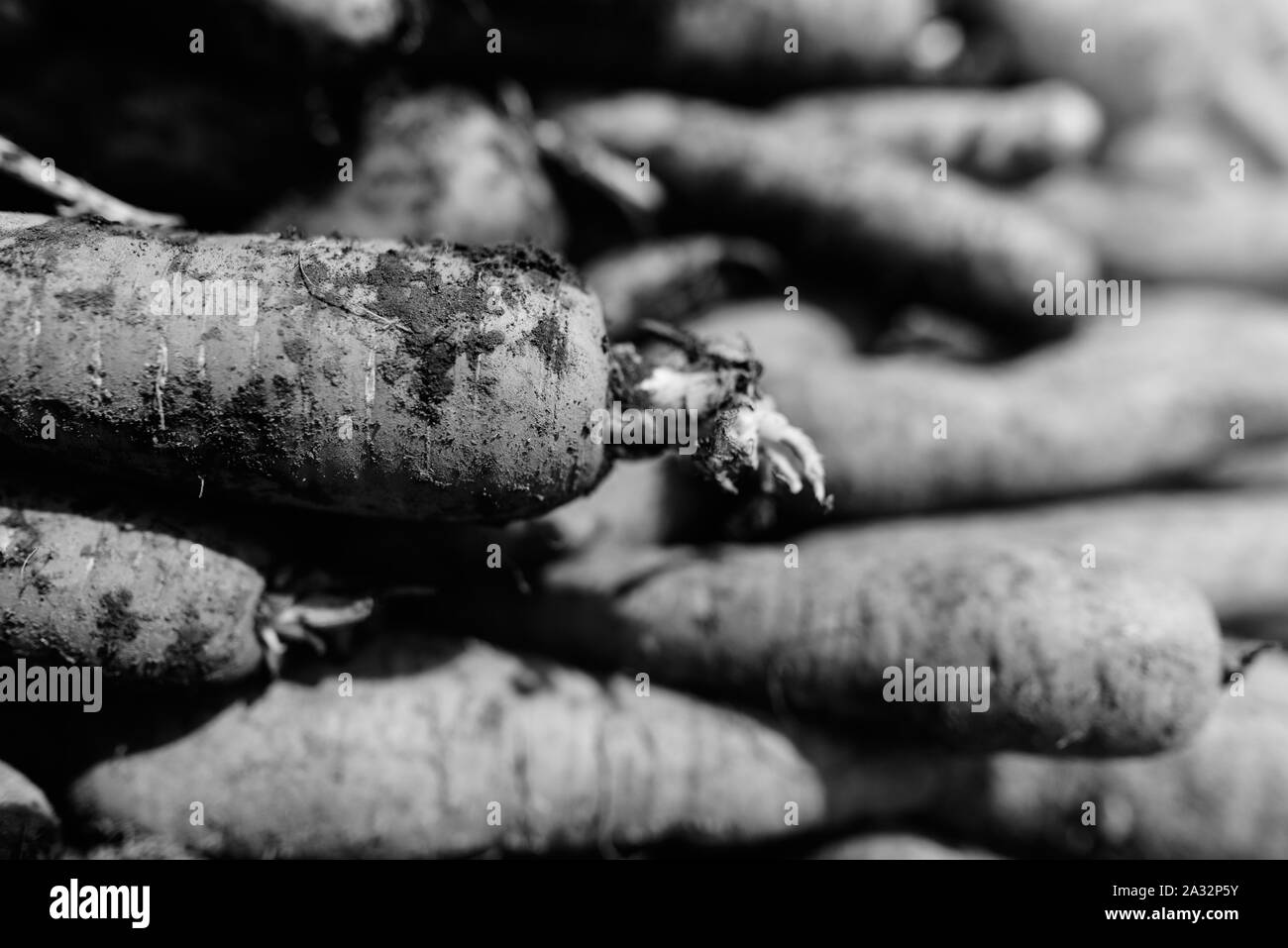 Close-Up di sporco organico di carote per la vendita in bianco e nero Foto Stock