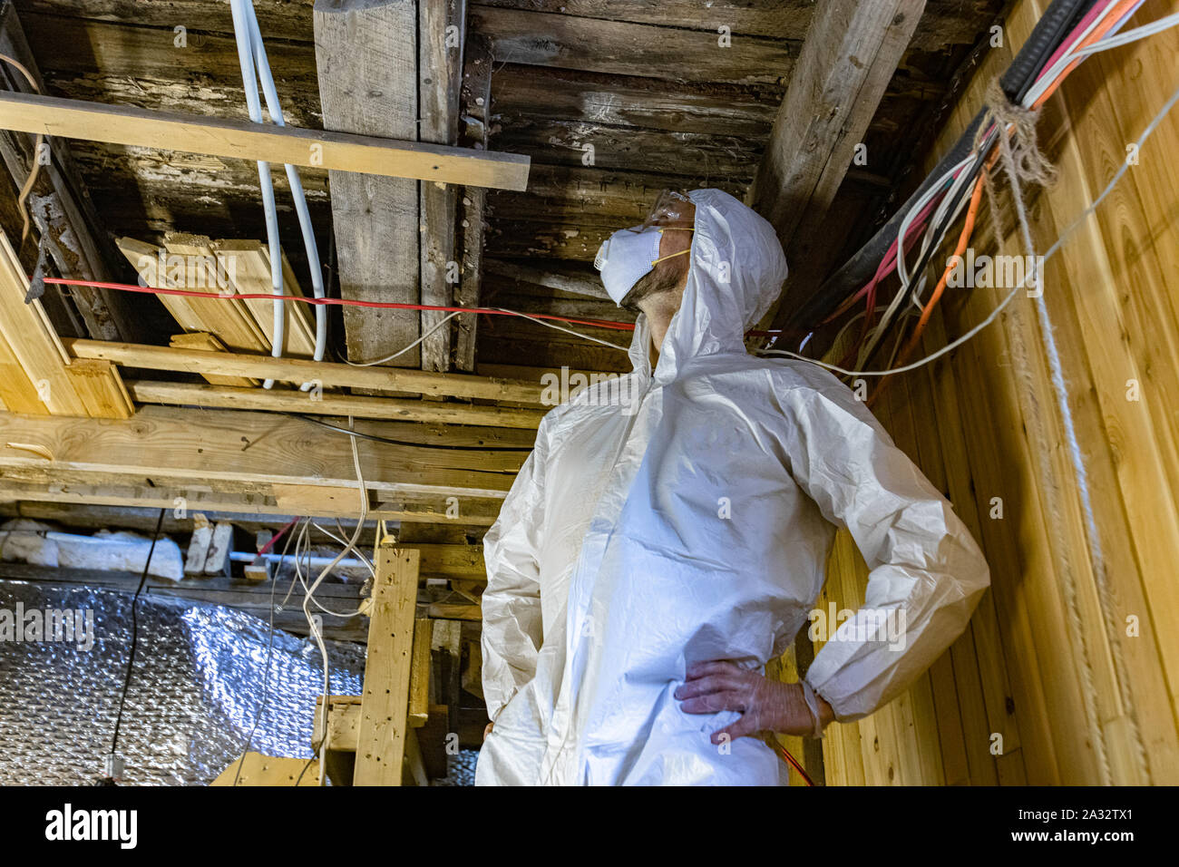 Un basso angolo di visione di un edificio inspector in piedi al di sotto del piano travetti infettate con funghi bianco rot, un difetto comune facendo sì che gli elementi strutturali di decadimento. Foto Stock