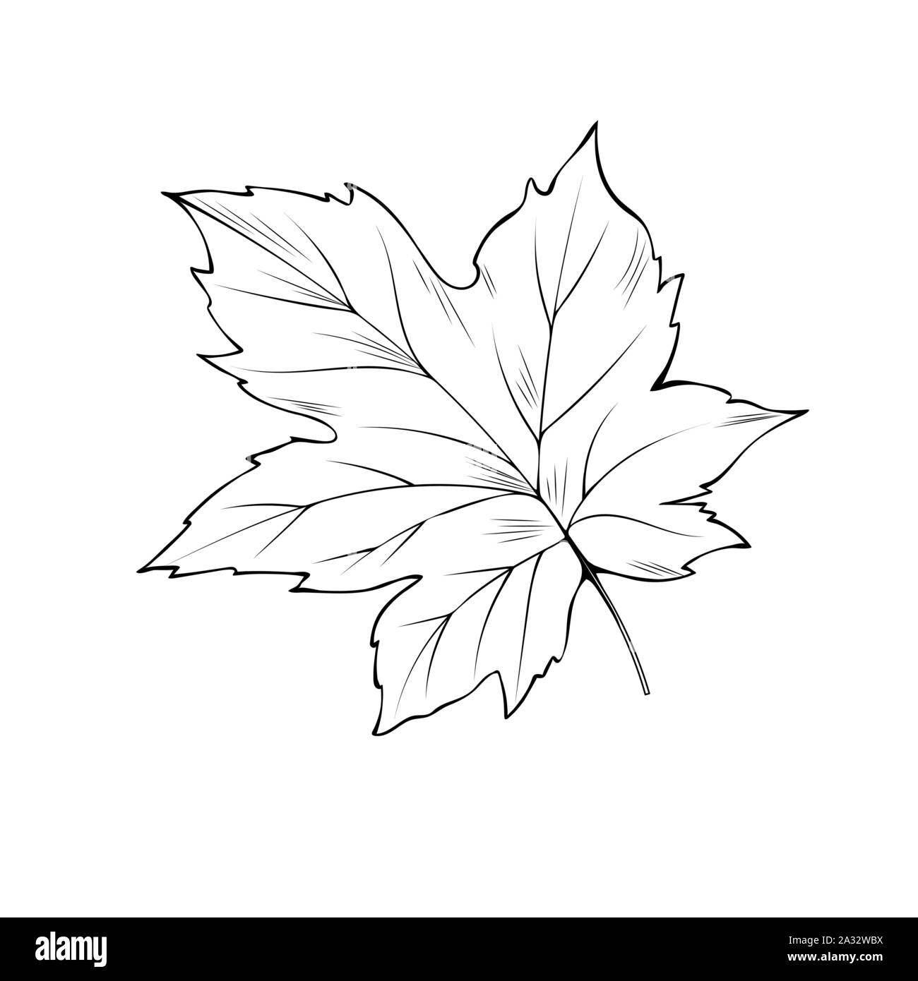 Albero di acero foglia disegnata a mano illustrazione vettoriale. La Giornata del ringraziamento, la stagione autunnale, Canada Simbolo di contorno closeup. La flora della foresta, elemento erbario disegno monocromatico isolati su sfondo bianco Illustrazione Vettoriale