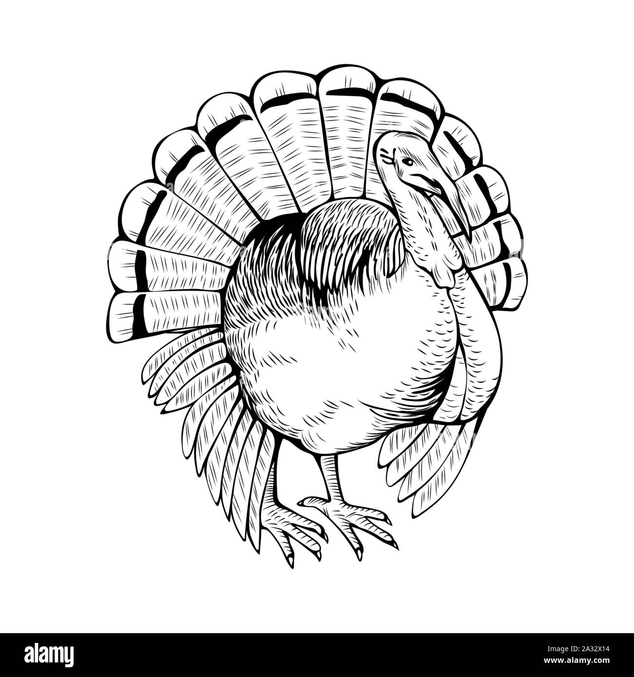 La Turchia disegnati a mano illustrazione vettoriale. Azienda avicola animale. Gobbler, uccelli domestici, polli penna a inchiostro di disegno. Fauna rurale, Farming monocromi Simbolo di contorno isolati su sfondo bianco Illustrazione Vettoriale