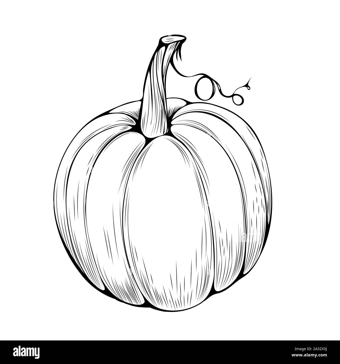 Zucca naturale disegnati a mano illustrazione vettoriale. Vacanze d'autunno, ringraziamento, halloween Simbolo di contorno. Grande zucca, verdure biologiche incisi disegno monocromatico. Azienda agricola tradizionale impianto, cibo sano Illustrazione Vettoriale
