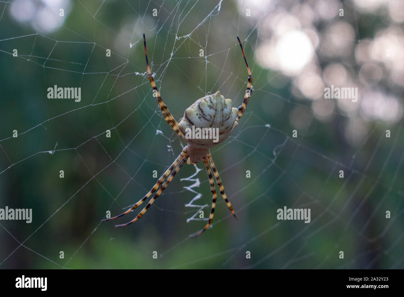 Argiope lobata Spider appollaiate sul suo web Foto Stock