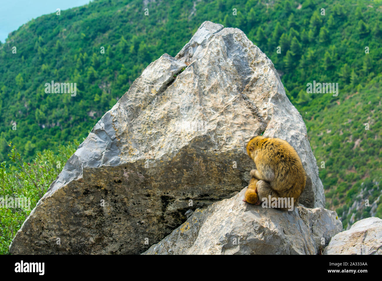 Barbary Macaque (Macaca sylvanus) in Yemma Gouraya, Bugia, Algeria Foto Stock