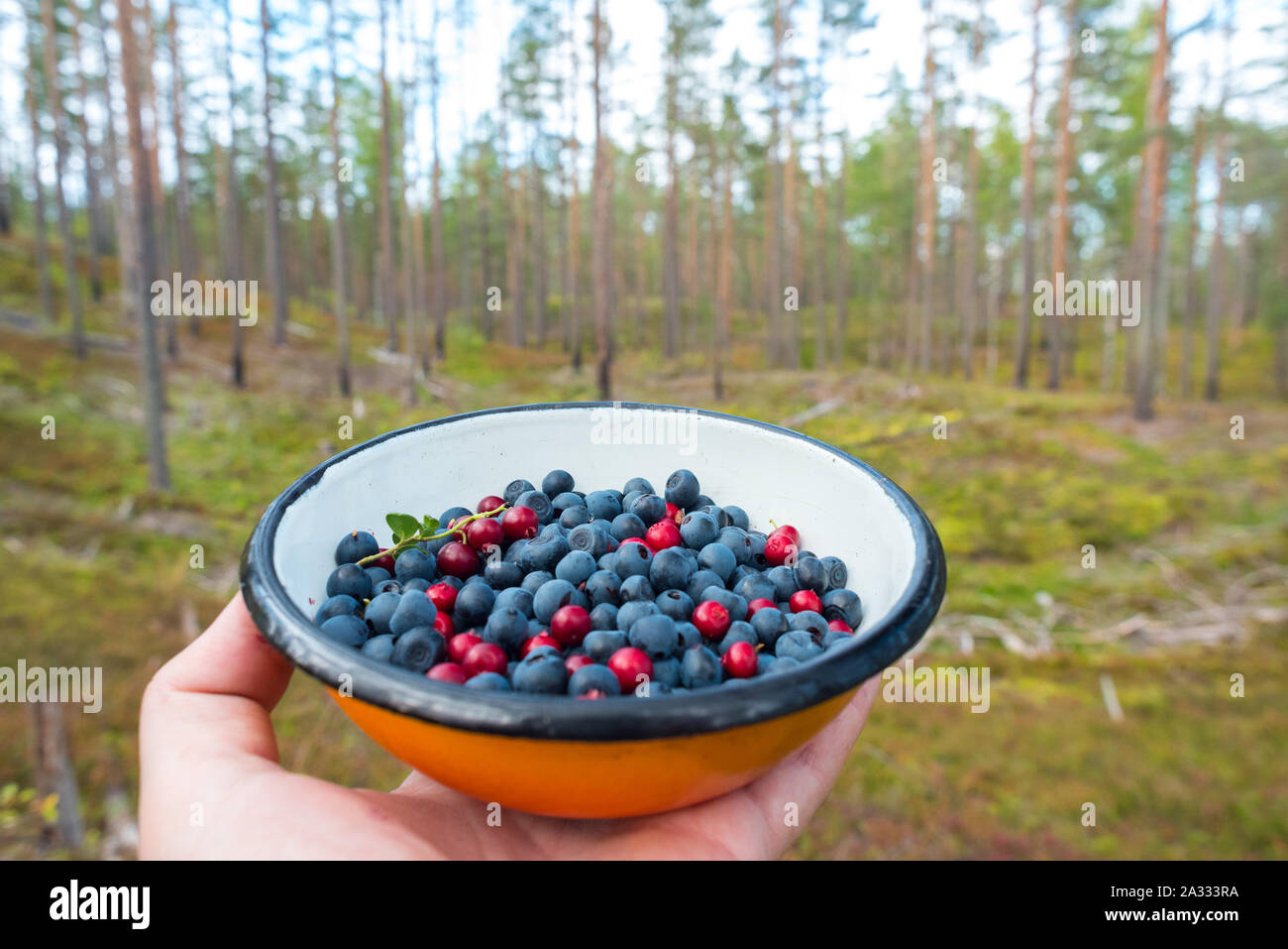 Mirtilli selvatici (mirtilli) & lingonberries raccolti in una piastra nella foresta di pini. Rovistando nel selvaggio, il ritorno alle radici. Foto Stock